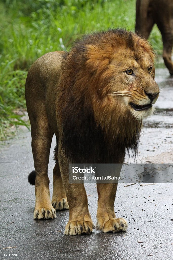 Asiatic Lion Stock Photo - Download Image Now - Animal Wildlife, Animals In  The Wild, Close-up - iStock