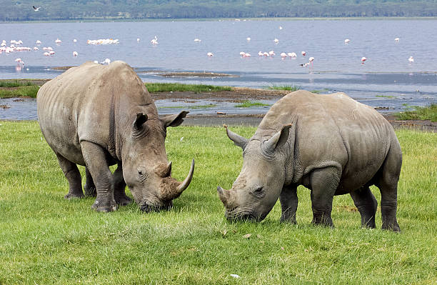 istock two rhinoceros graze by Lake Nakura 521817600