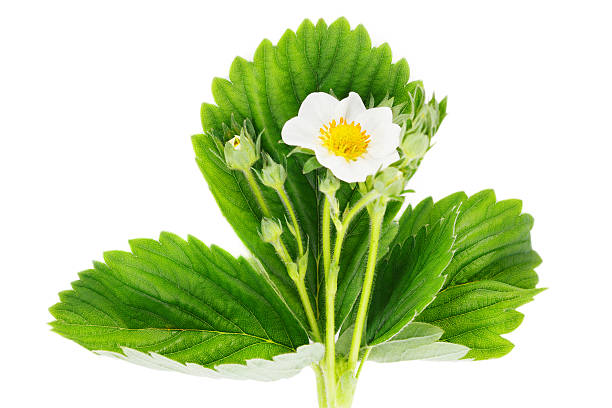 istock Strawberry flower and leaves isolated on the white background 521818562