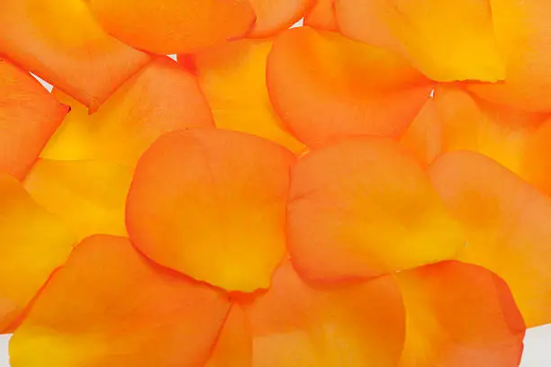 Petals of the orange-rose isolated on the white background