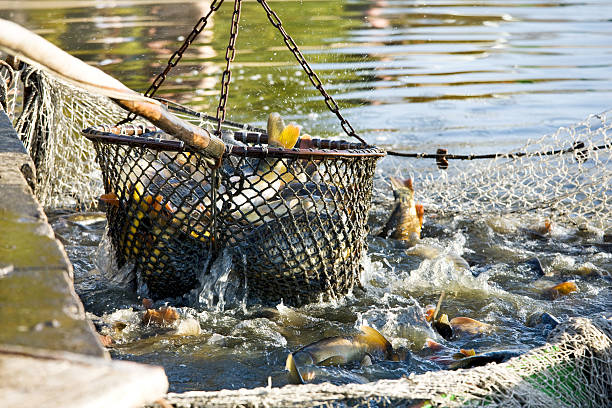 istock net of fishes 521818639