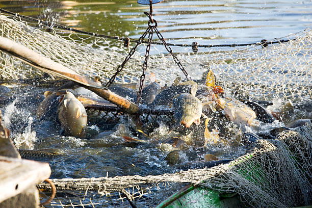 istock net of fishes 521818645