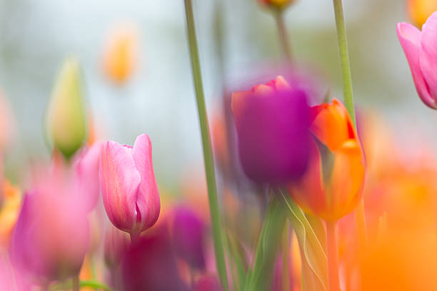 istock Colorful tulips blooms. 521818678