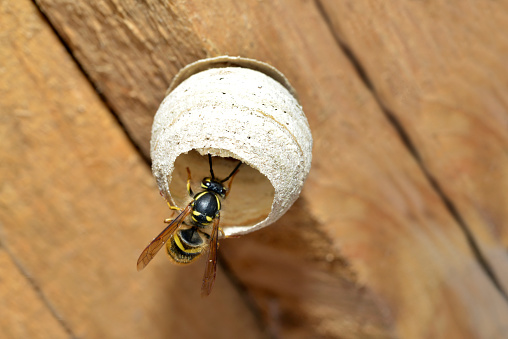 A Queen Wasp starting to build a new nest on the roof of a garden shed.