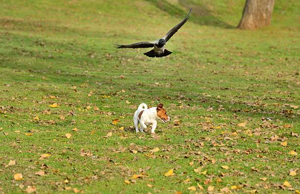 istock Bird chasing dog outside in park. 521818919