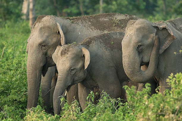 istock Elephant family, West bengal, India 521819050