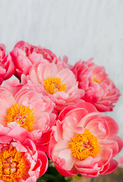 istock bouquet of pink peonies 521819054