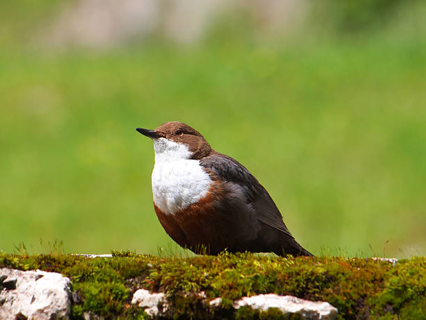 The White-throated Dipper (Cinclus cinclus) The White-throated Dipper (Cinclus cinclus), also known as the European Dipper or Dipper cinclidae stock pictures, royalty-free photos & images