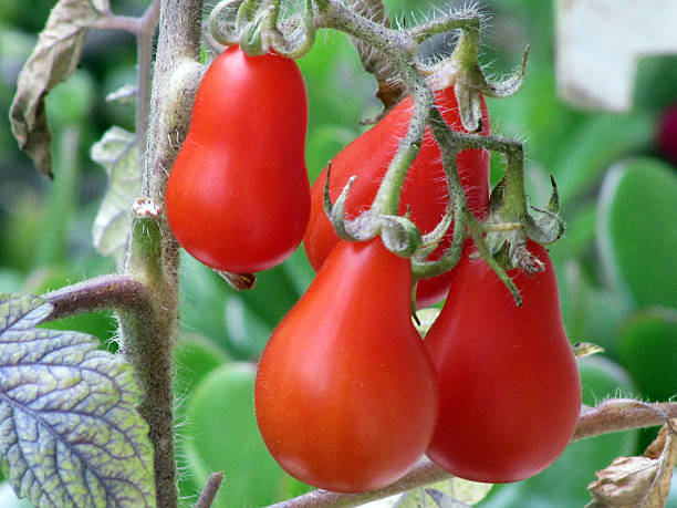 pomodoro perino - plum tomato immagine foto e immagini stock