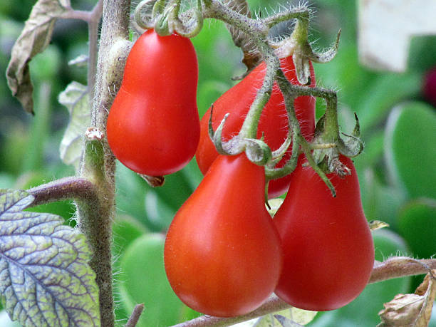 배나무 토마토색 - plum tomato 이미지 뉴스 사진 이미지