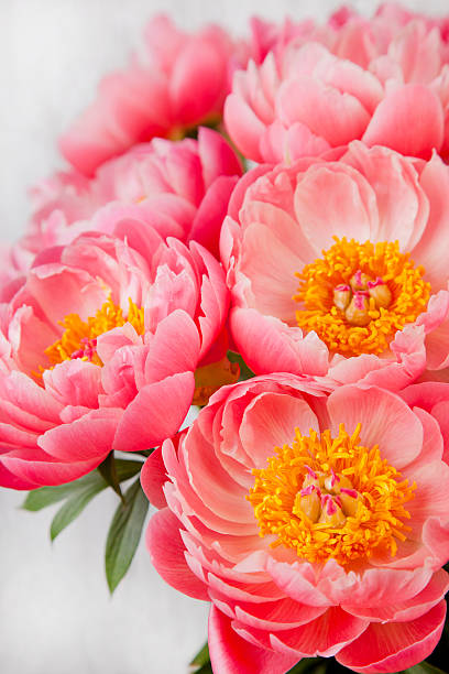 istock bouquet of pink peonies 521819236