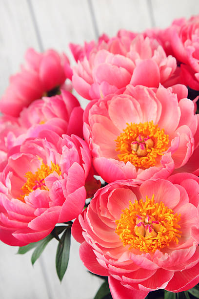 istock bouquet of pink peonies 521819306
