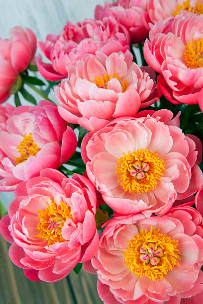 istock bouquet of pink peonies 521819540