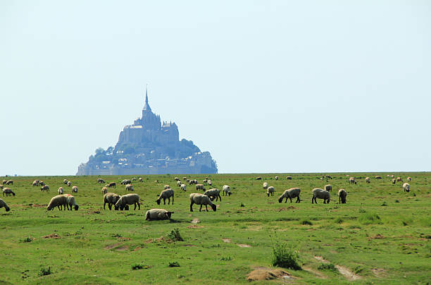 istock Sheeps grazing, Mont-Saint-Michel, France 521819549