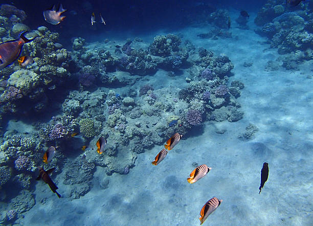 istock amazing snorkeling 521819591