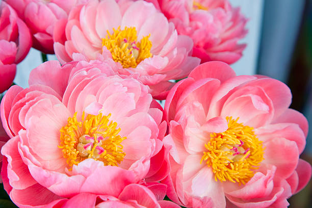 istock bouquet of pink peonies 521819632