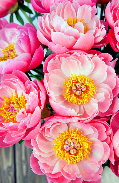 istock bouquet of pink peonies 521819744