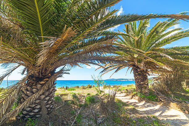 istock Palm trees by the sea in Alghero 521820200