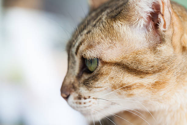 istock Cat eye, Bengal cat in light brown and cream 521821659