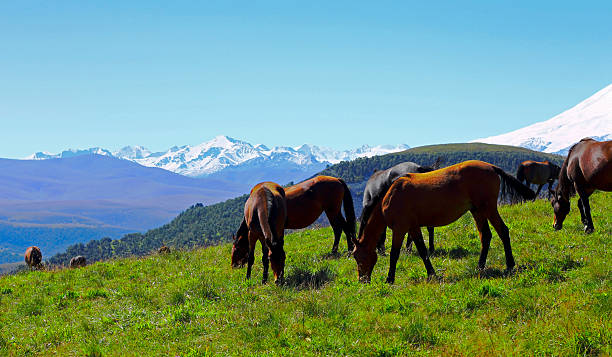 istock Horses on the summer autumn caucasus meadow 521821835