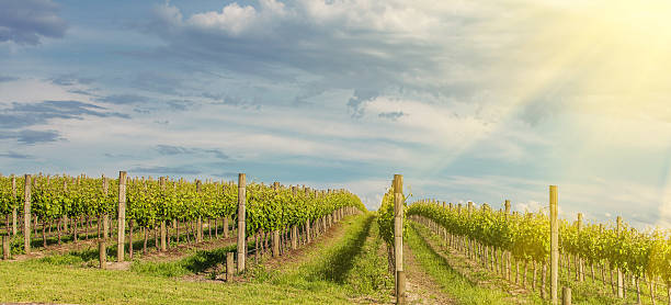 istock Vineyard in Yarra Valley, Australia 521822079