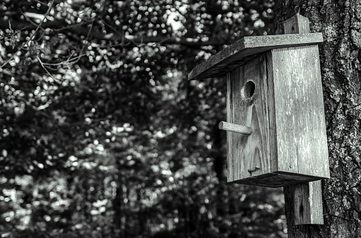 A bird house in the woods, because winter is coming.