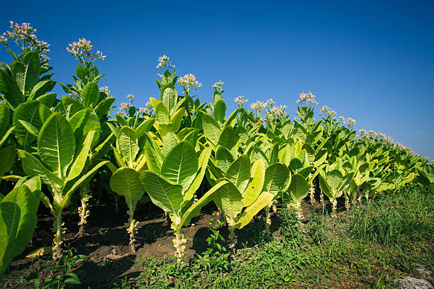 Tobacco plantation