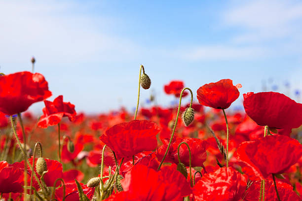istock poppy flower closeup 521823061