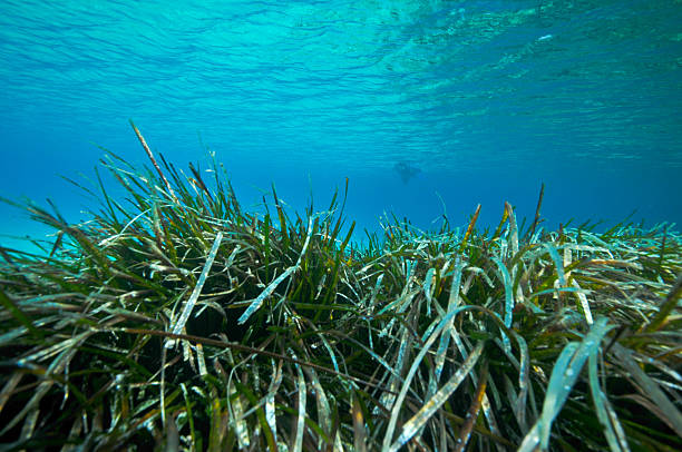 istock Posidoina seagrass 521823259