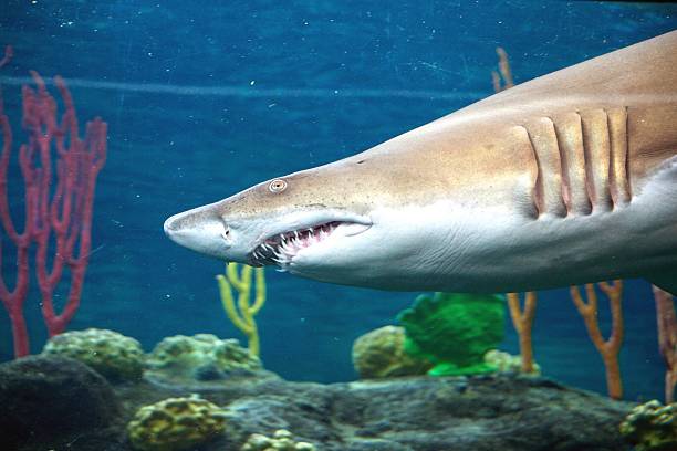 requin tigre des sables - sand tiger shark photos et images de collection