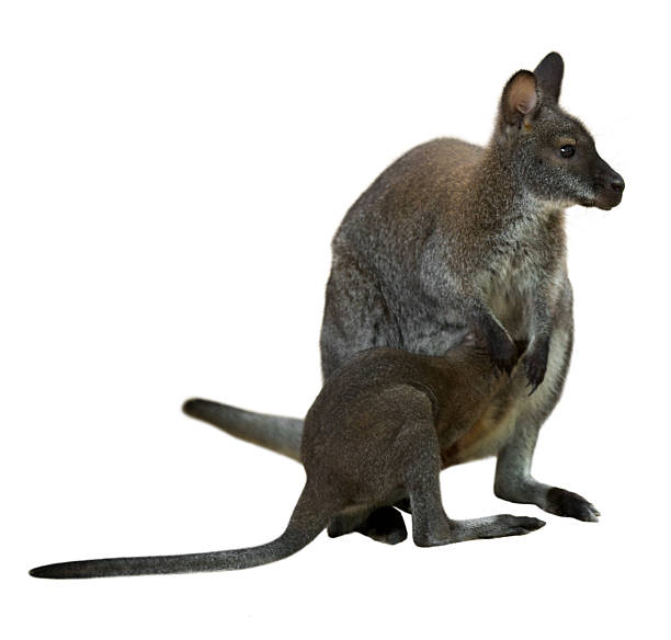 istock Red-necked wallaby with baby 521824267