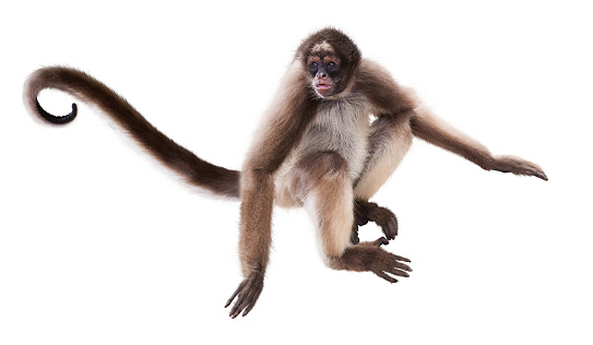 Long-haired spider monkey. Isolated over white background