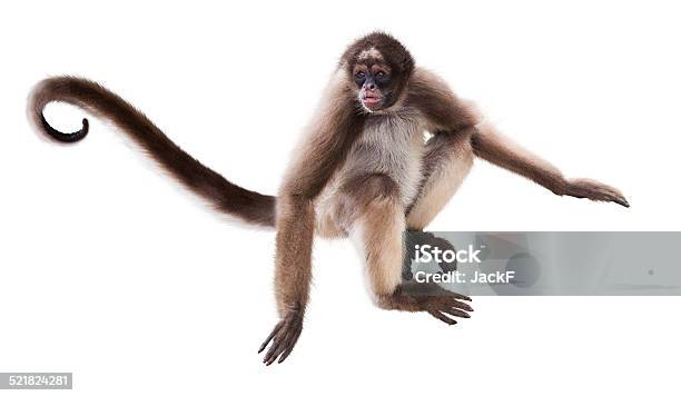 1.900+ Macaco Aranha fotos de stock, imagens e fotos royalty-free - iStock