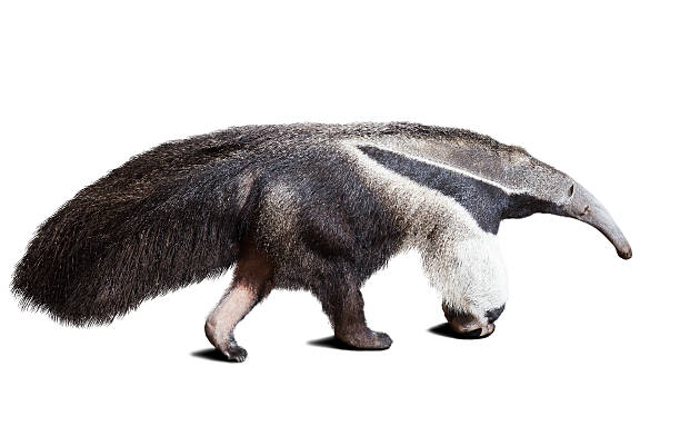 istock Giant anteater 521824293