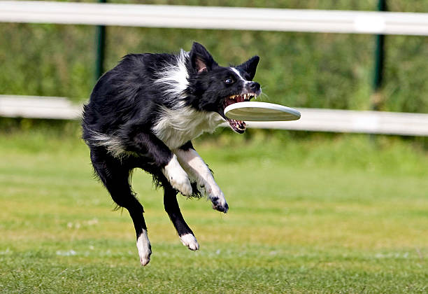 istock The dog catches the frisbee deftly. 521828005