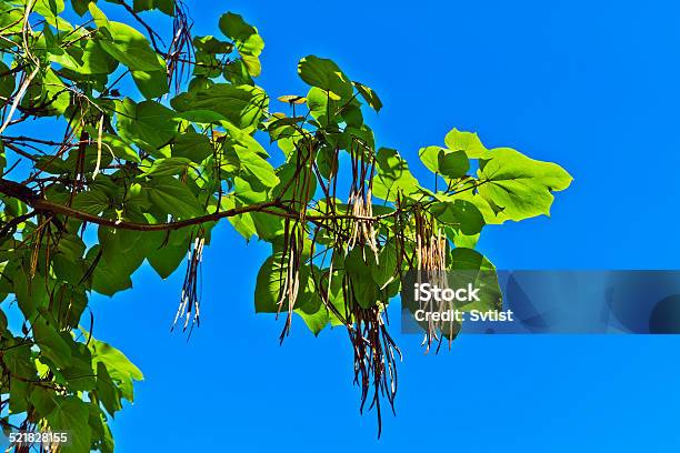 Catalpa Ovata Against The Blue Sky Stock Photo - Download Image Now - Back Lit, Backgrounds, Beauty