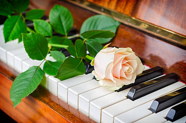istock White rose on grand piano 521829687