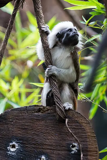 one Cotton-top Tamarin Monkey sits on wood holding at rope