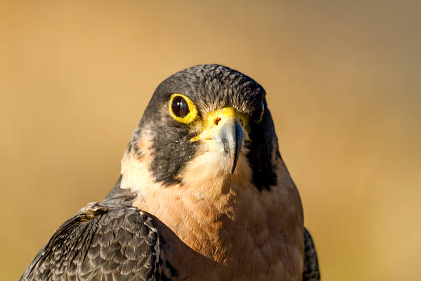 istock Peregrine Falcon in Autumn Setting 521830153