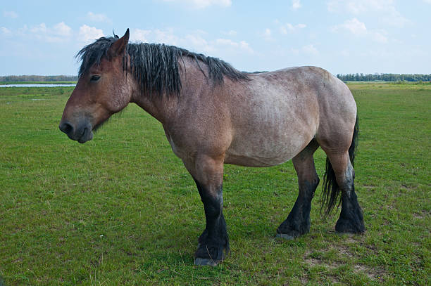 Horse close-up