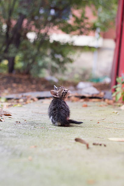 istock small cat waiting for food 521831511