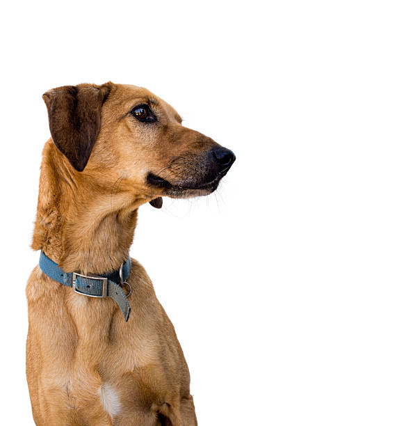 istock Cute brown dog face over white background. Needs new home. 521832501