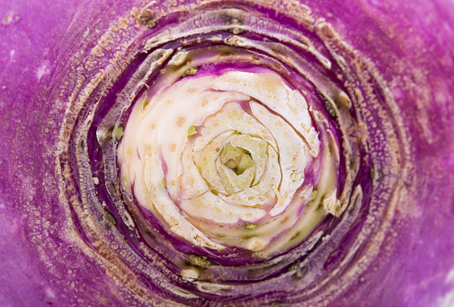 Close-up of a fresh purple headed turnip
