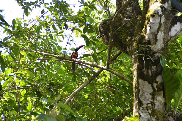 istock Toucan in a Costa Rica rainforest 521833191