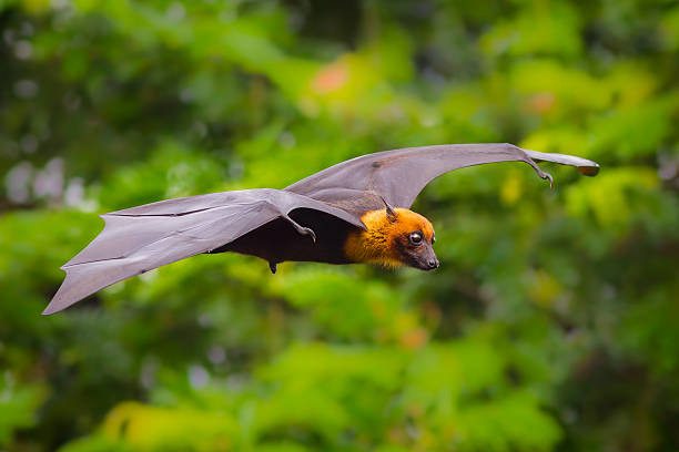 Flying male Lyle's flying fox Flying male Lyle's flying fox (Pteropus lylei) with green background in nature of Thailand flying fox photos stock pictures, royalty-free photos & images