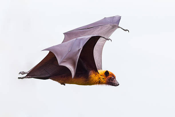 Side view of flying male Lyle's flying fox Side view of flying male Lyle's flying fox (Pteropus lylei)  in nature of Thailand flying fox photos stock pictures, royalty-free photos & images