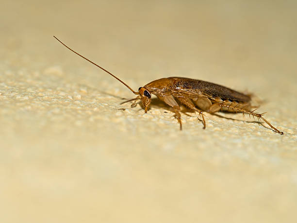 istock German cockroach, Blattella germanica on yellow wall, profile. 521833965