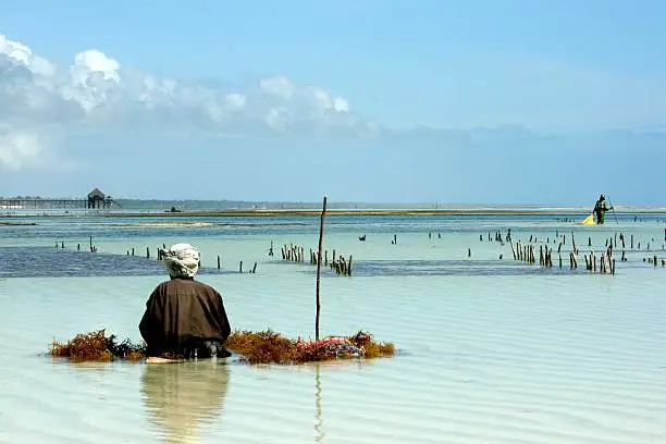 A seaweed farmer in the sea off Zanzibar in Tanzania. The farms are made up of little sticks in neat rows in the warm, shallow water. Ropes are tied between the sticks and the seaweed seedlings are strung between the two.