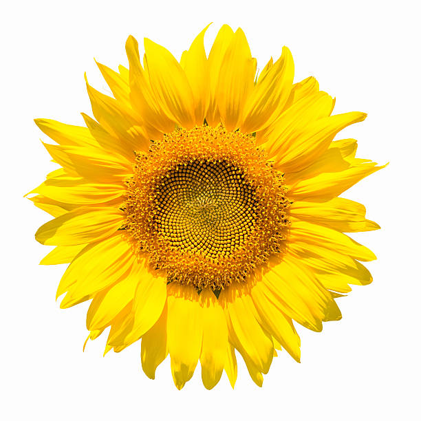 istock sunflower flower isolated 521834755