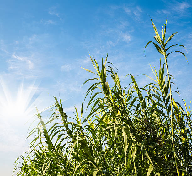 istock green reed grass and blue sky 521834835